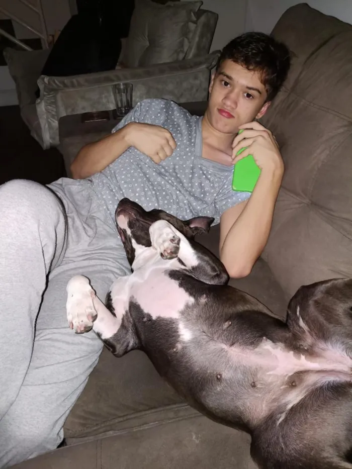 Cachorro raça Pit-Bull idade 3 anos nome Pandora