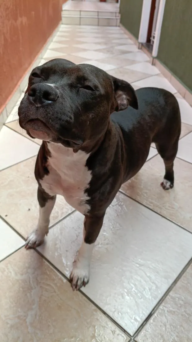 Cachorro raça Pit-Bull idade 3 anos nome Pandora