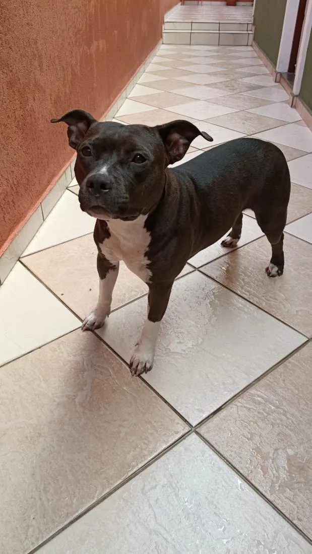 Cachorro raça Pit-Bull idade 3 anos nome Pandora