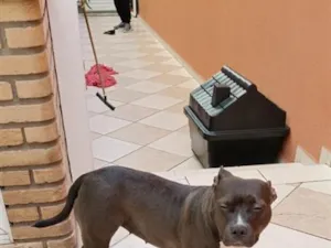 Cachorro raça Pit-Bull idade 3 anos nome Pandora