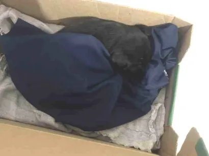 Cachorro raça SRD-ViraLata idade Abaixo de 2 meses nome Flex