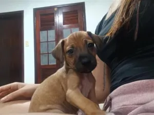 Cachorro raça SRD-ViraLata idade 2 a 6 meses nome Ainda sem nome 