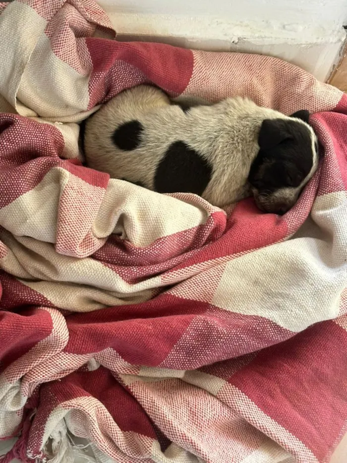 Cachorro raça SRD-ViraLata idade 2 a 6 meses nome Sem Nome