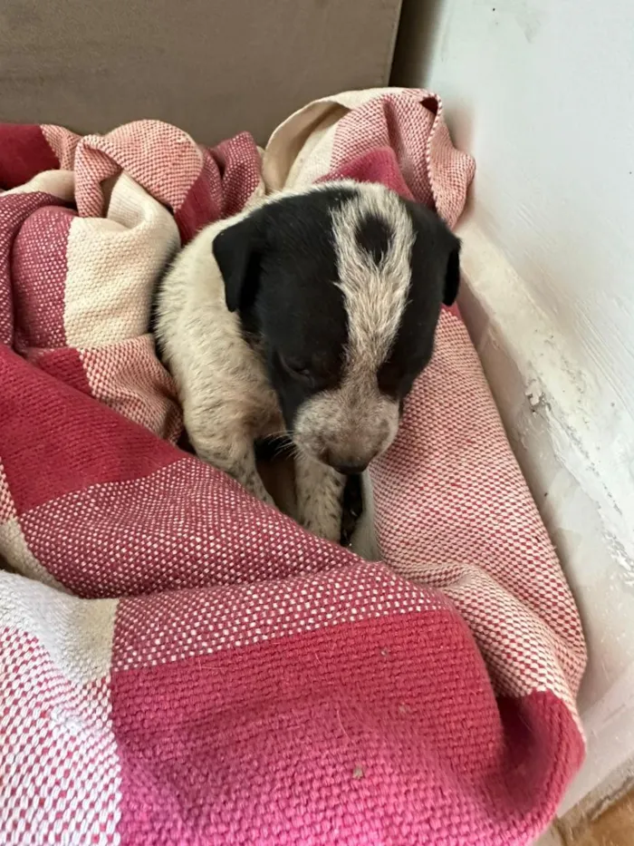 Cachorro raça SRD-ViraLata idade 2 a 6 meses nome Sem Nome