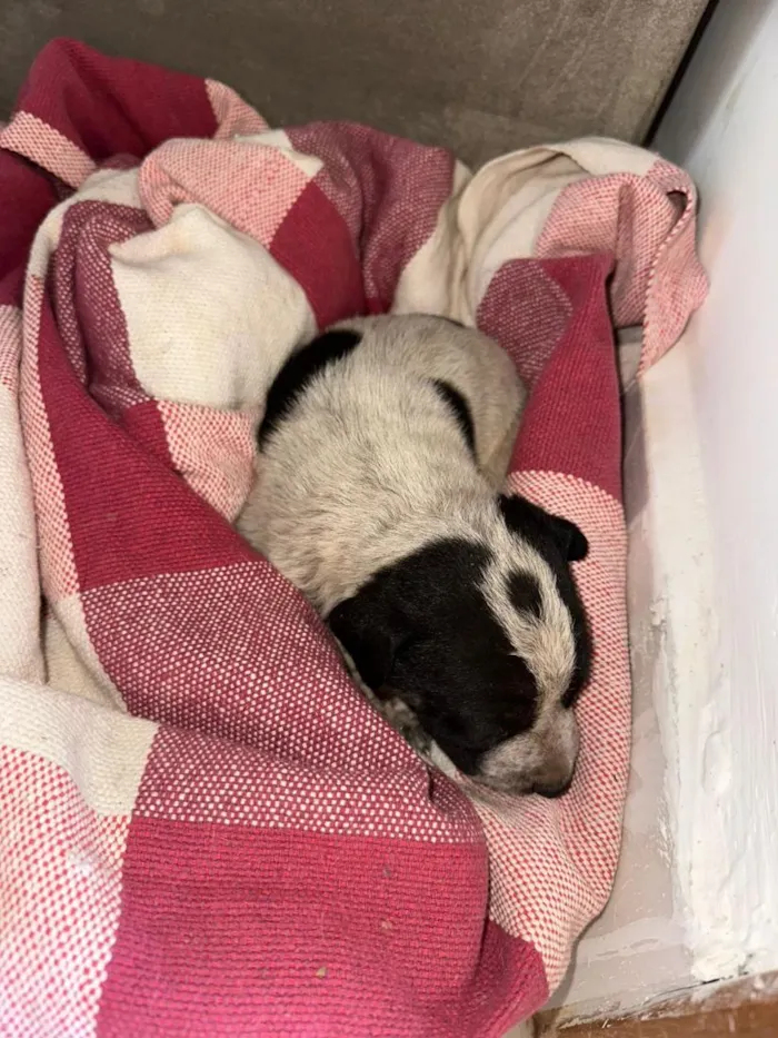 Cachorro raça SRD-ViraLata idade 2 a 6 meses nome Sem Nome