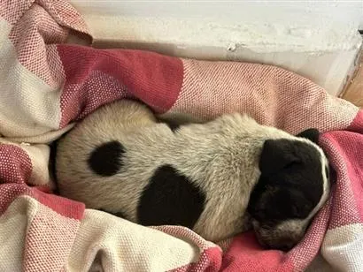 Cachorro raça SRD-ViraLata idade 2 a 6 meses nome Sem Nome