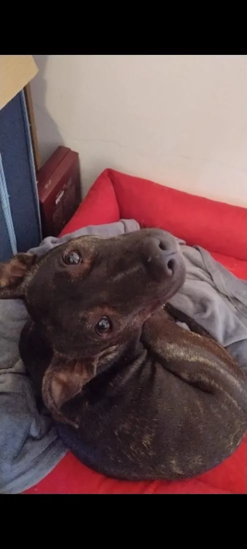 Cachorro raça SRD-ViraLata idade 1 ano nome Atena