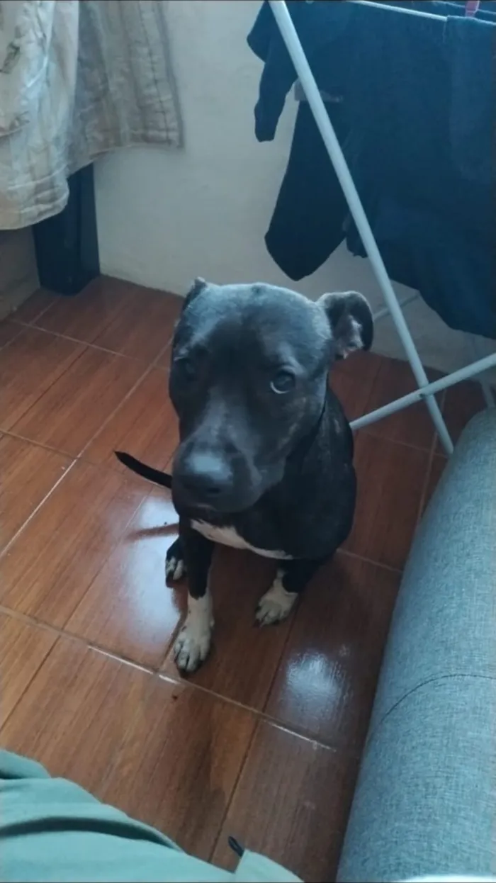 Cachorro raça SRD-ViraLata idade 1 ano nome Atena