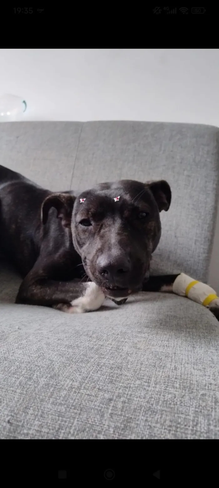 Cachorro raça SRD-ViraLata idade 1 ano nome Atena