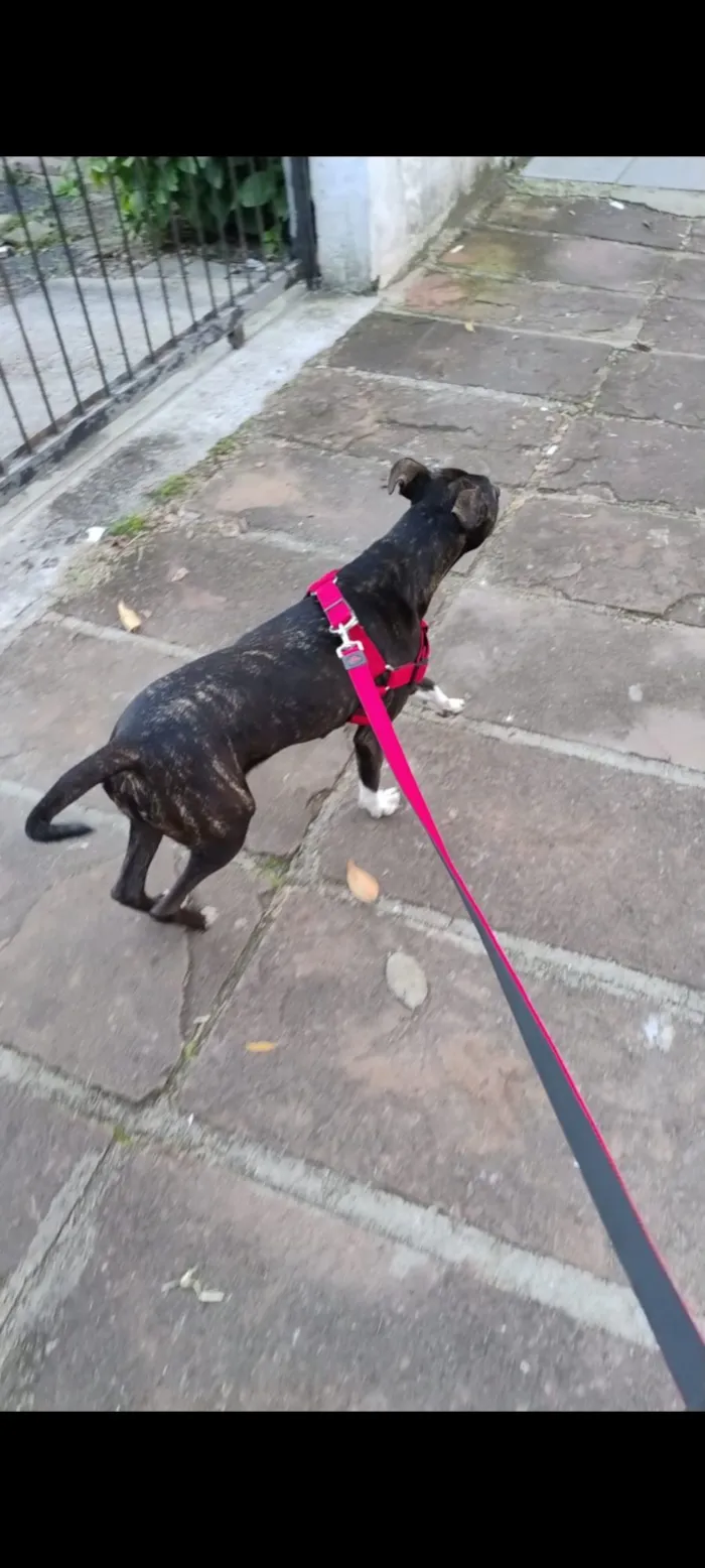 Cachorro raça SRD-ViraLata idade 1 ano nome Atena