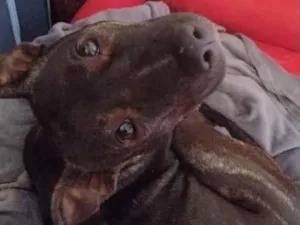 Cachorro raça SRD-ViraLata idade 1 ano nome Atena