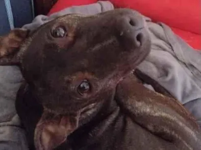 Cachorro raça SRD-ViraLata idade 1 ano nome Atena