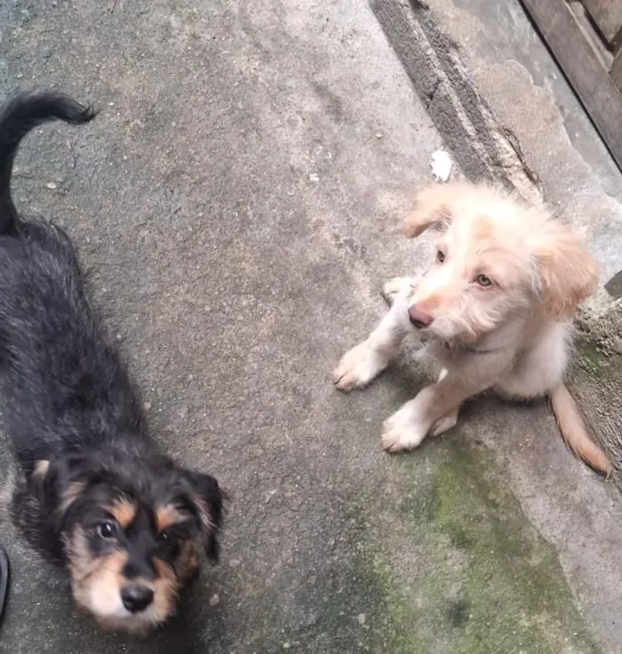 Cachorro raça SRD-ViraLata idade 2 a 6 meses nome Adoção conjunta <3