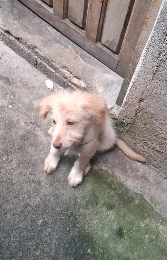 Cachorro raça SRD-ViraLata idade 2 a 6 meses nome Adoção conjunta <3