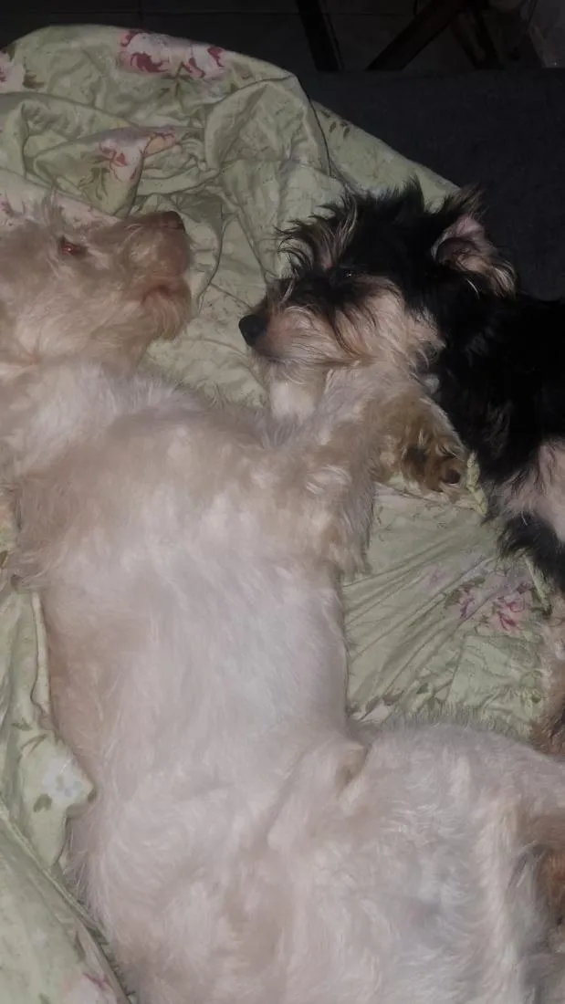 Cachorro raça SRD-ViraLata idade 2 a 6 meses nome Adoção conjunta <3