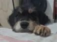 Adoção conjunta <3
