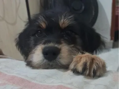 Cachorro raça SRD-ViraLata idade 2 a 6 meses nome Adoção conjunta <3