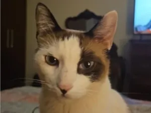 Gato raça SRD-ViraLata idade 3 anos nome Luka
