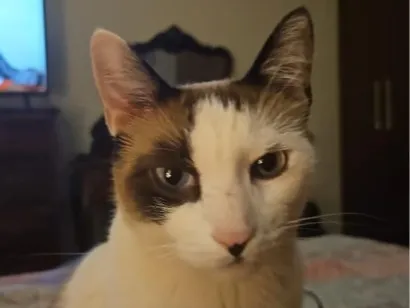 Gato raça SRD-ViraLata idade 3 anos nome Luka