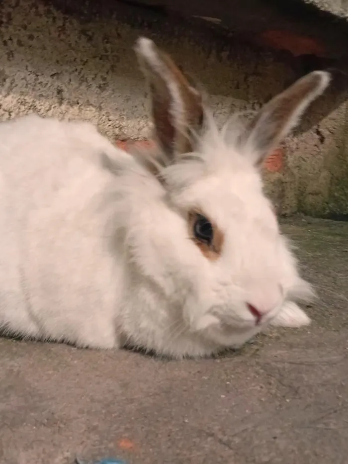 Gato raça SRD-ViraLata idade 2 anos nome Lua