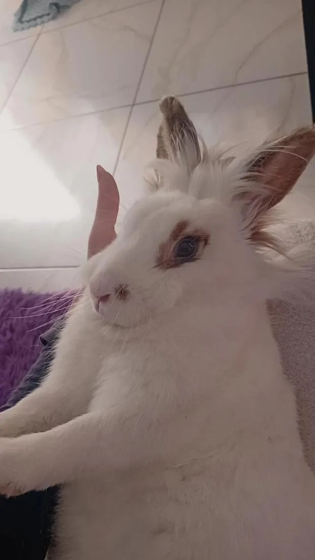 Gato raça SRD-ViraLata idade 2 anos nome Lua