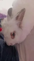 Lua