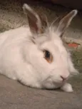 Lua
