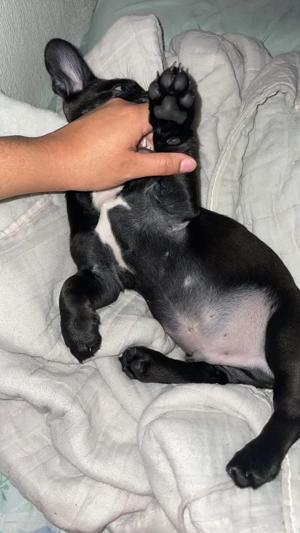 Cachorro raça SRD-ViraLata idade 2 a 6 meses nome apolo