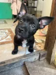 apolo