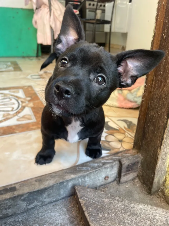 Cachorro raça SRD-ViraLata idade 2 a 6 meses nome apolo