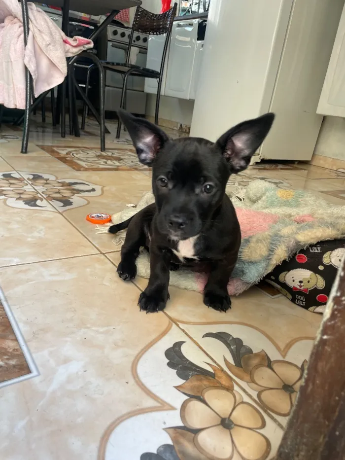 Cachorro raça SRD-ViraLata idade 2 a 6 meses nome apolo