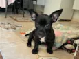 apolo