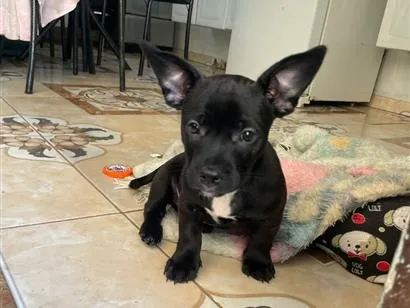Cachorro raça SRD-ViraLata idade 2 a 6 meses nome apolo