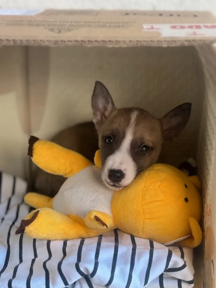 Cachorro raça SRD-ViraLata idade Abaixo de 2 meses nome Sem nome 