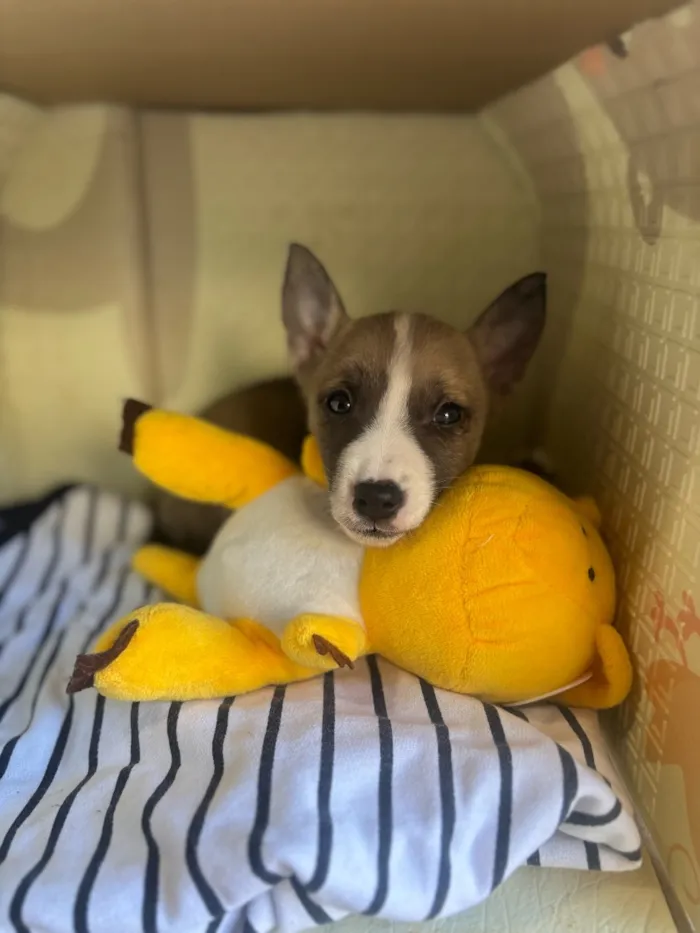 Cachorro raça SRD-ViraLata idade Abaixo de 2 meses nome Sem nome 