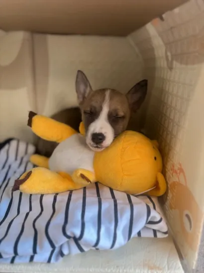 Cachorro raça SRD-ViraLata idade Abaixo de 2 meses nome Sem nome 