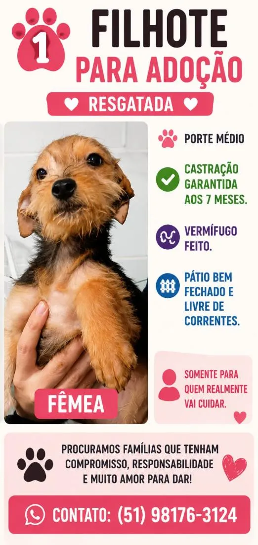 Cachorro raça SRD-ViraLata idade 2 a 6 meses nome Aurora