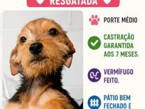 Cachorro raça SRD-ViraLata idade 2 a 6 meses nome Aurora