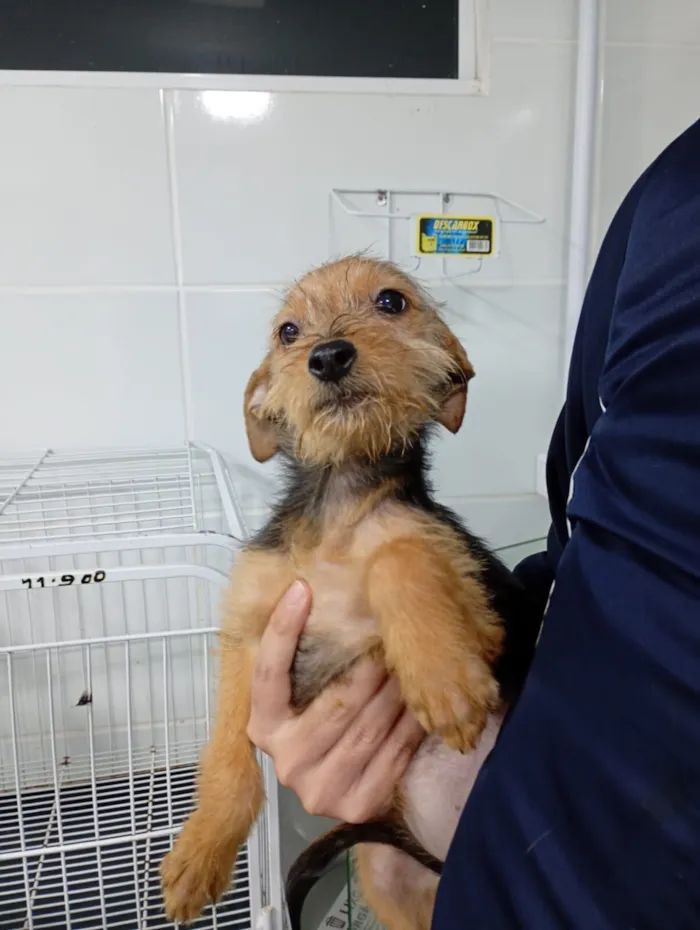 Cachorro raça SRD-ViraLata idade 2 a 6 meses nome Aurora