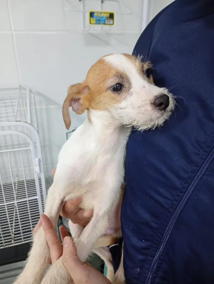 Cachorro raça SRD-ViraLata idade 7 a 11 meses nome Tiana