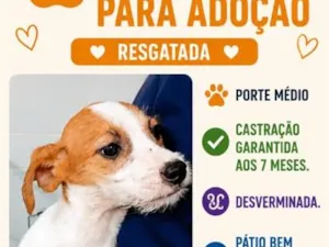 Cachorro raça SRD-ViraLata idade 7 a 11 meses nome Tiana