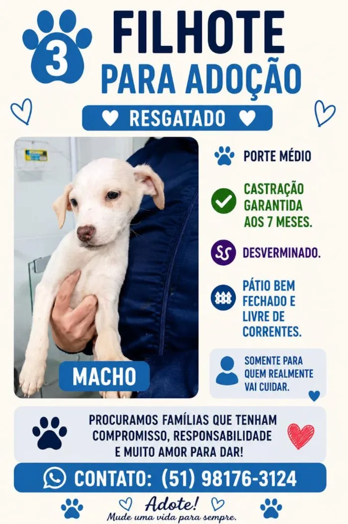 Cachorro raça SRD-ViraLata idade 2 a 6 meses nome Altivo