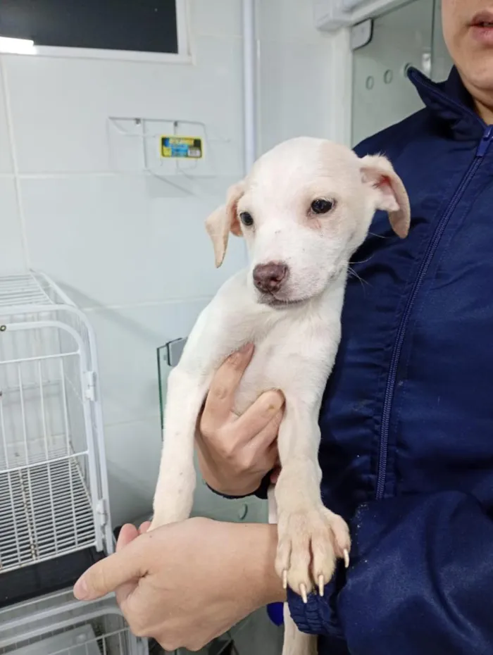 Cachorro raça SRD-ViraLata idade 2 a 6 meses nome Altivo