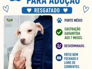 Cachorro raça SRD-ViraLata idade 2 a 6 meses nome Altivo