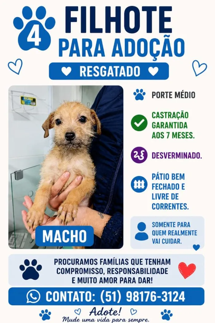 Cachorro raça SRD-ViraLata idade 2 a 6 meses nome Douglas