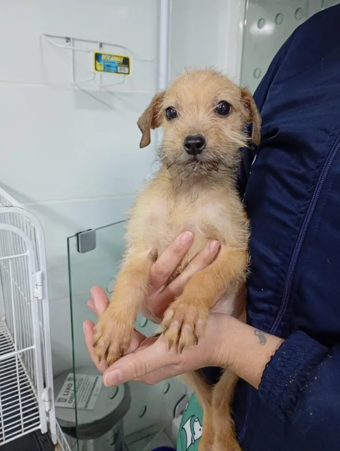 Cachorro raça SRD-ViraLata idade 2 a 6 meses nome Douglas