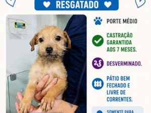Cachorro raça SRD-ViraLata idade 2 a 6 meses nome Douglas