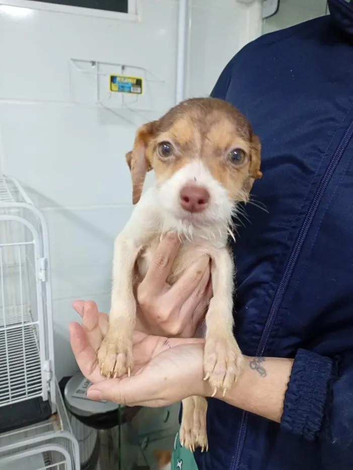 Cachorro raça SRD-ViraLata idade 2 a 6 meses nome Jucimar