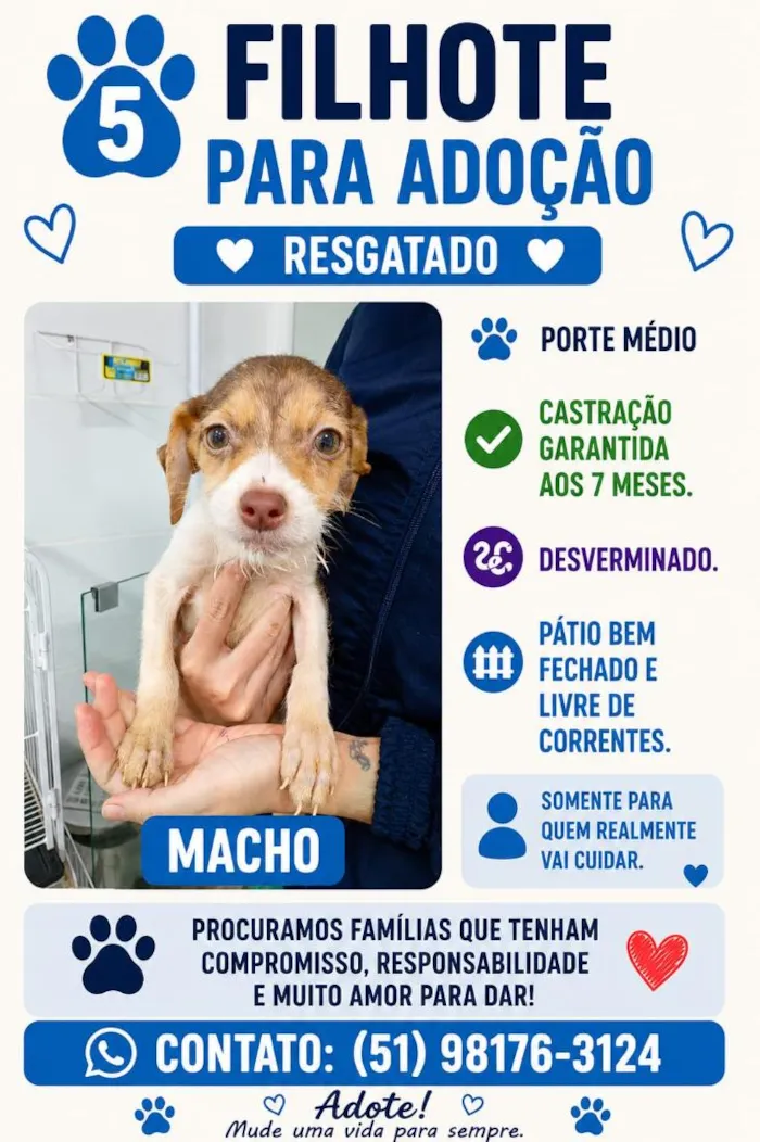 Cachorro raça SRD-ViraLata idade 2 a 6 meses nome Jucimar