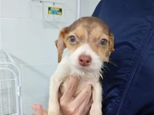 Cachorro raça SRD-ViraLata idade 2 a 6 meses nome Jucimar